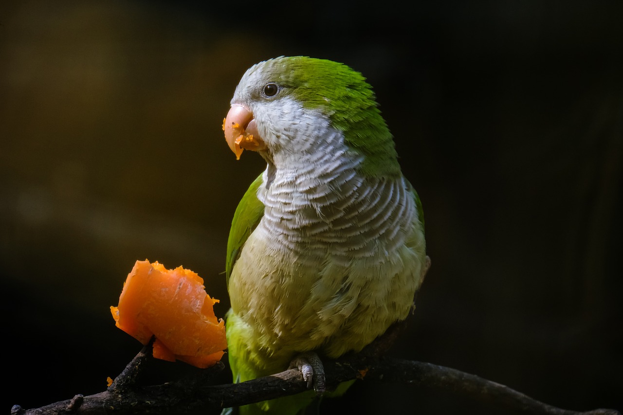 Panduan Memelihara Burung Parkit: Tips Praktis untuk Pemula