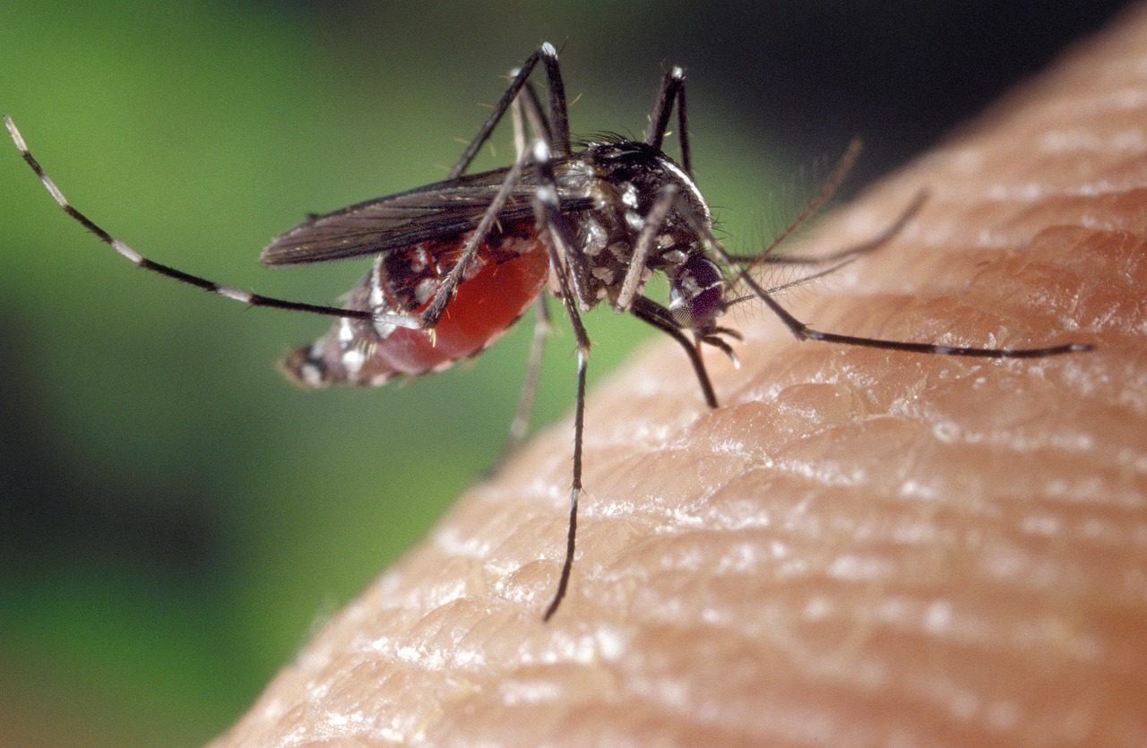 Gejala Chikungunya: Kenali dan Tangani dengan Tepat