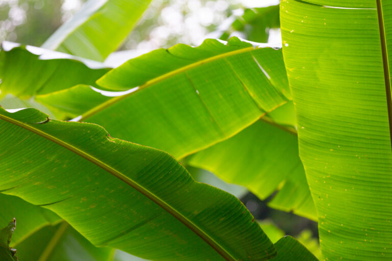 Daun pisang