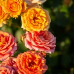 warna-warni bunga mawar