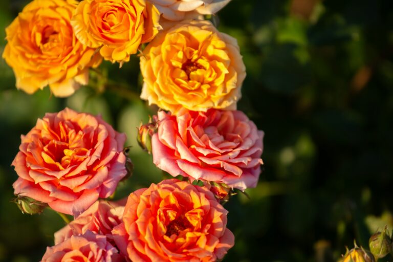 warna-warni bunga mawar