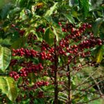 bisnis perkebunan kopi
