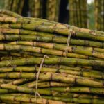 tips memotong tebu