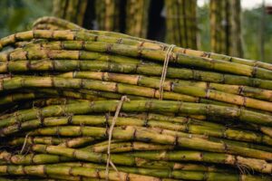 tips memotong tebu